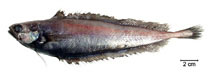 Image of Gadella imberbis (Beardless codling)