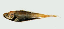 Image of Gadella jordani (Jordan\