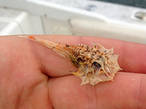 Image of Gargariscus prionocephalus (Jaggedhead gurnard)