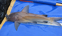 Image of Galeichthys troworum 