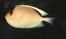 Image of Genicanthus caudovittatus (Zebra angelfish)