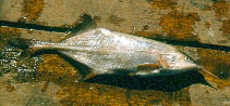 Image of Genyomyrus donnyi 