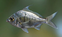 Image of Gerres filamentosus (Whipfin silver-biddy)