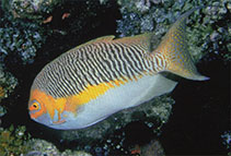 Image of Genicanthus semifasciatus (Japanese swallow)