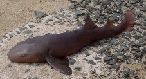 Image of Ginglymostoma cirratum (Nurse shark)