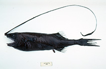 Image of Gigantactis paxtoni (Paxton\