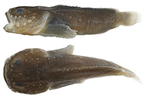 Image of Gilbertidia pustulosa 