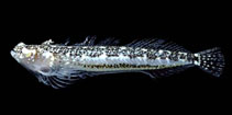 Image of Gillellus searcheri (Searcher stargazer)