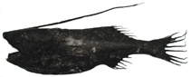 Image of Gigantactis vanhoeffeni 