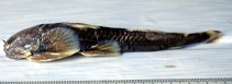 Image of Glaridoglanis andersonii 