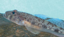 Image of Glossogobius callidus 