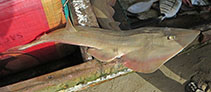 Image of Glaucostegus cemiculus (Blackchin guitarfish)