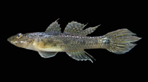 Image of Glossogobius circumspectus (Circumspect goby)