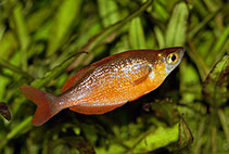 Image of Glossolepis incisa (Red rainbowfish)