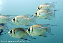 Image of Glaucosoma magnificum (Threadfin pearl-perch)