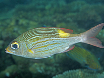 Image of Gnathodentex aureolineatus (Striped large-eye bream)