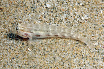 Image of Gnatholepis cauerensis (Eyebar goby)