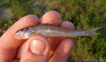 Image of Romanogobio albipinnatus (White-finned gudgeon)