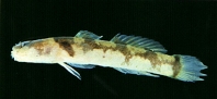 Image of Gobiopsis arenaria (Patchwork barbelgoby)