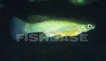 Image of Goodea atripinnis (Blackfin goodea)