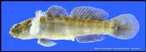 Image of Gobiosoma bosc (Naked goby)