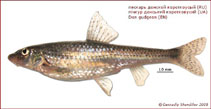 Image of Gobio brevicirris (Don gudgeon)