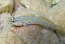 Image of Gobius bucchichi (Bucchich\