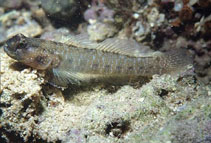 Image of Gobiosoma chiquita (Sonora goby)