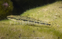 Image of Gobiomorus dormitor (Bigmouth sleeper)