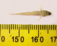 Image of Gobiosoma ginsburgi (Seaboard goby)