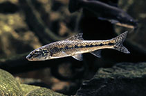 Image of Gobio gobio (Gudgeon)