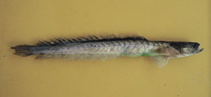 Image of Gobioides grahamae 