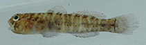 Image of Gobiosoma grosvenori (Rockcut goby)