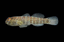 Image of Gobiosoma alfiei (Alfie’s goby)