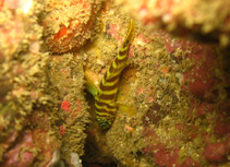 Image of Gorogobius nigricinctus 