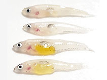 Image of Gobiopterus lacustris (Lacustrine goby)