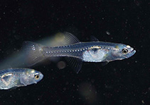 Image of Gobiopterus macrolepis 