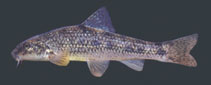 Image of Gobio obtusirostris 