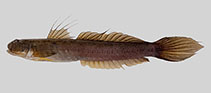 Image of Gobionellus oceanicus (Highfin goby)