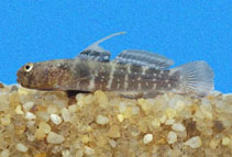 Image of Gobiosoma paradoxum (Paradox goby)