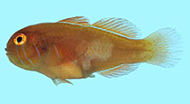 Image of Gobiodon rivulatus (Rippled coralgoby)