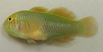 Image of Gobiodon rivulatus (Rippled coralgoby)