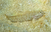 Image of Gobiosoma robustum (Code goby)