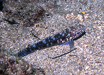 Image of Gobius rubropunctatus 