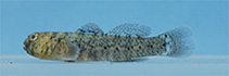 Image of Gobiosoma spilotum (Isthmian goby)