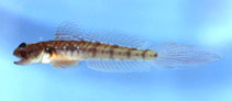 Image of Gobionellus stomatus (Muckraker)