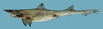 Image of Gollum suluensis (Sulu Gollumshark)