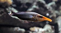 Image of Gomphosus varius (Bird wrasse)