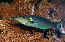 Image of Gomphosus varius (Bird wrasse)