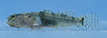 Image of Gobiosoma yucatanum (Yucatan goby)